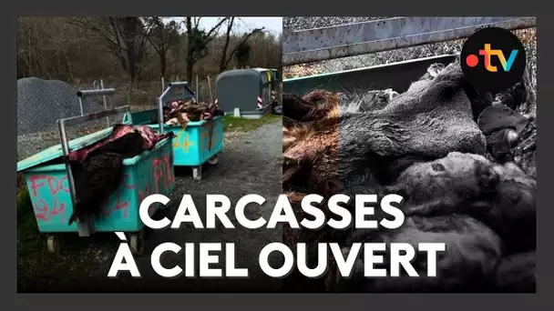Chasse : quelles sont les règles concernant les déchets de gibier ?