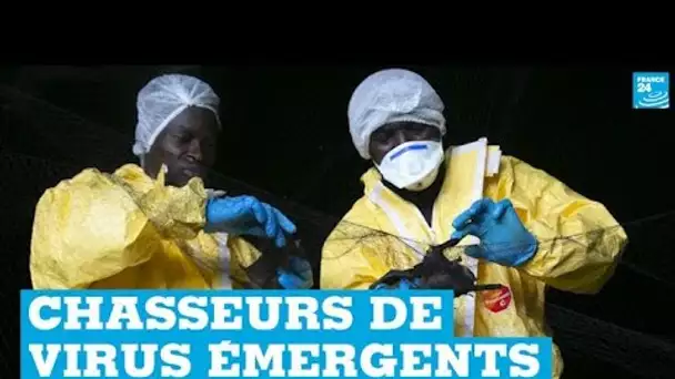 Au Gabon, des chercheurs traquent les virus émergents