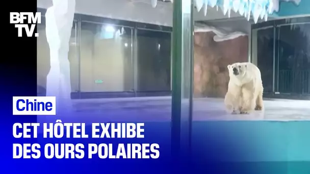 Cet hôtel chinois exhibe des ours polaires