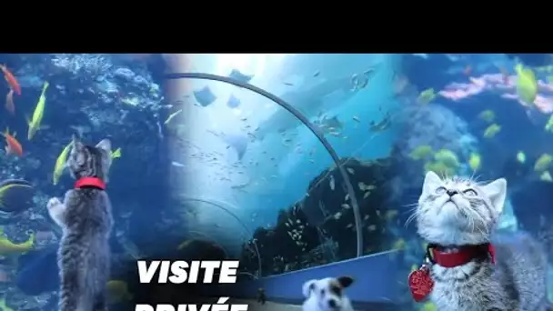 Pendant le confinement, cet aquarium est privatisé pour les chatons et chiots de refuges