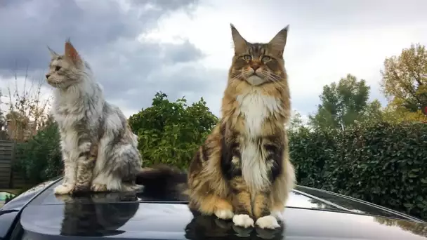 La folie MaineCoon