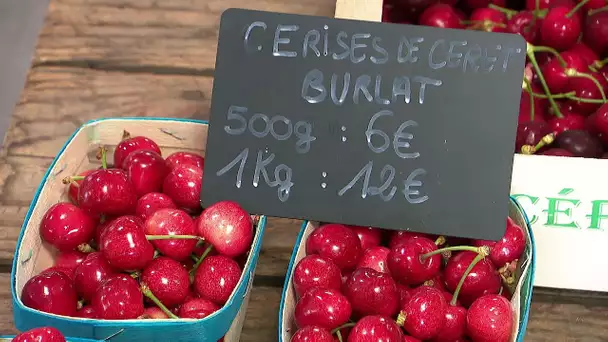 Roussillon : les premières cerises de Céret débarquent avec 10 jours de retard