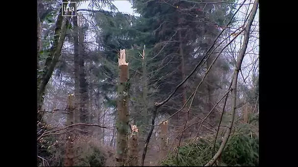 Tempête de 1999  : la forêt d'Ecouves 20 ans après