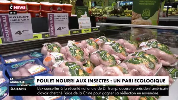 Poulets nourris aux insectes : un pari écologique étonnant