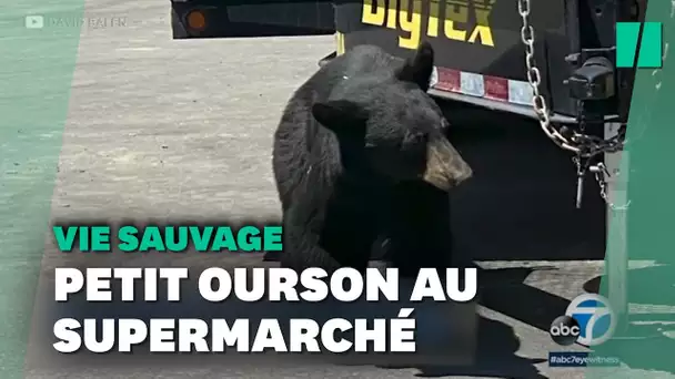 Cette actrice a rencontré un "vrai" petit ourson... au supermaché