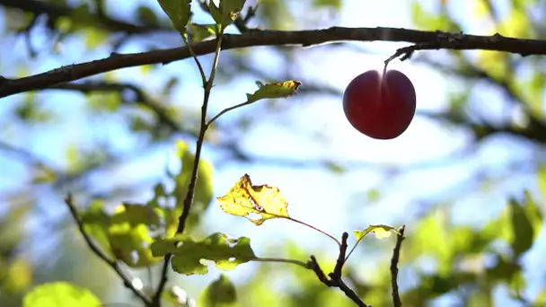 Visite dans un verger aux variétés de pommes anciennes en Haute-Saône