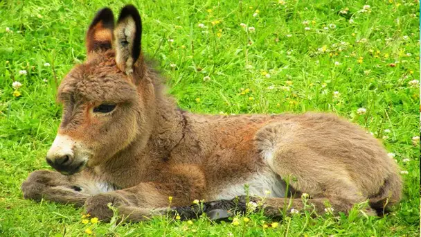 Les animaux de la ferme : L&#039;âne