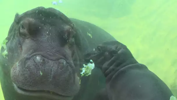 Zoo de Beauval : naissance d'un bébé hippopotame