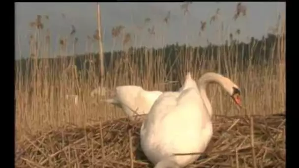 Le  Cygne - Documentaire Animalier