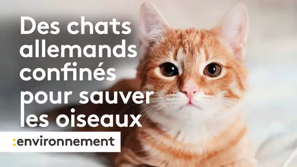 Des chats allemands à nouveau confinés pour préserver les oiseaux