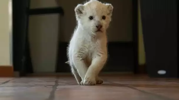 Le nouveau membre de la famille est un lionceau de 2 kilos