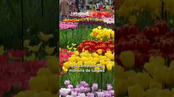 Le plus grand jardin de tulipes au monde fête ses 75 ans