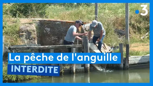 Qui veut la peau des pêcheurs d'anguille ?