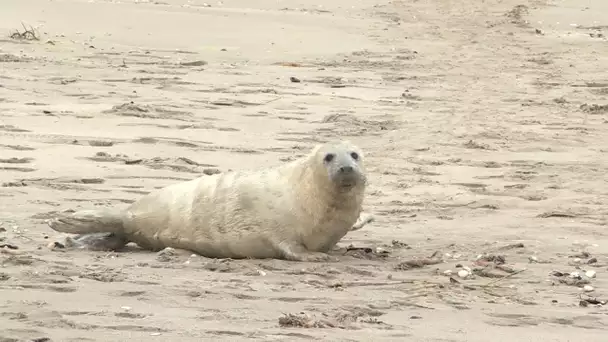 Naissance d'un phoque gris en baie : les bénévoles de Picardie Nature assurent sa tranquillité