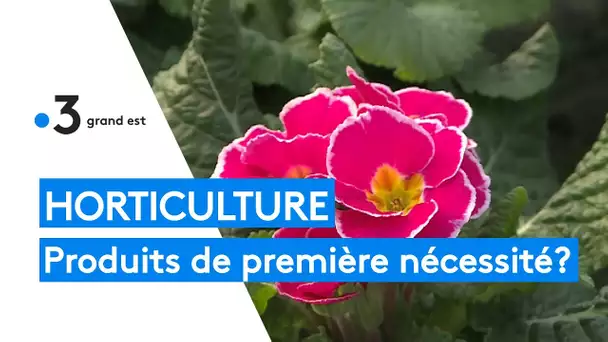 Horticulture : les fleurs, produits de première nécessité?