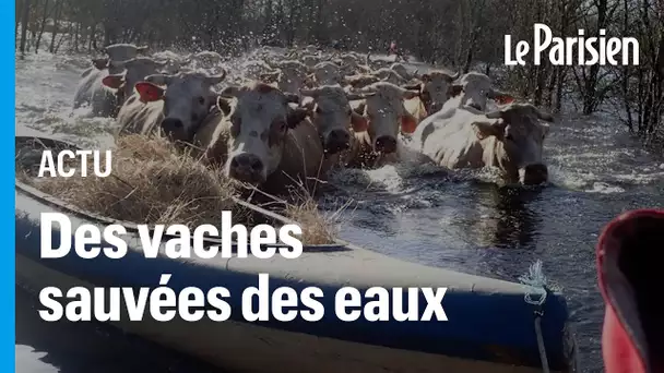 Plus de 50 vaches sauvées des eaux grâce à un kayak rempli de foin : « C’était un risque énorme »
