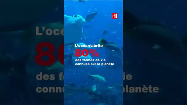 Quatre grandes menaces qui pèsent sur l'océan • #ocean #oceanlife #pollution #environnement