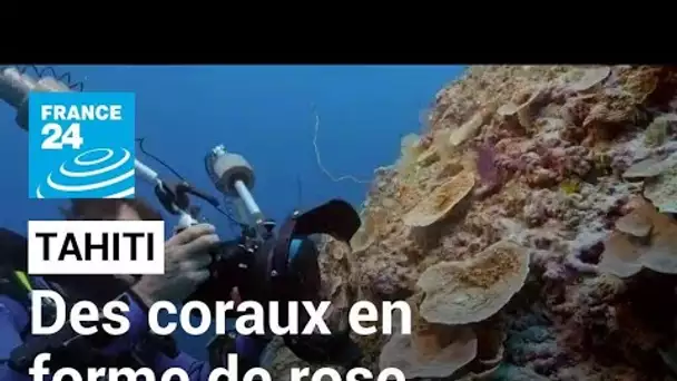 Un récif de coraux géants découvert au large de Tahiti • FRANCE 24