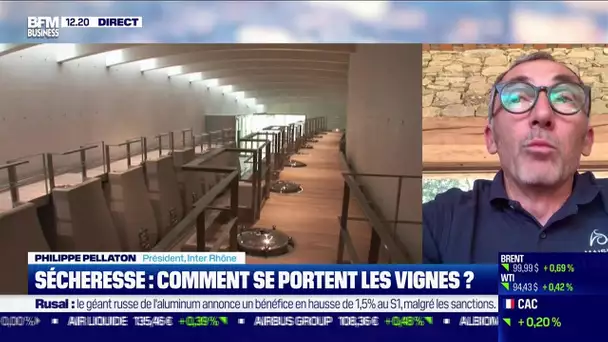 Philippe Pellaton (Inter Rhône) : Sécheresse , comment se porte les vignes ?