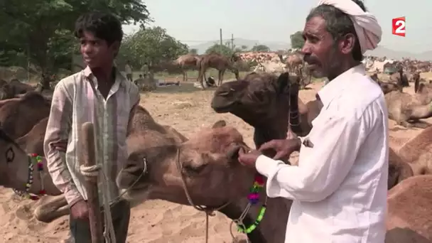Foire aux chameaux géante dans le Rajasthan
