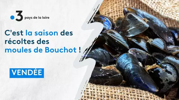 C'est la saison de la récolte des moules de Bouchot !