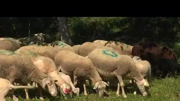 Lot | comment assurer la relève des exploitants agricoles qui partent en retraite ?