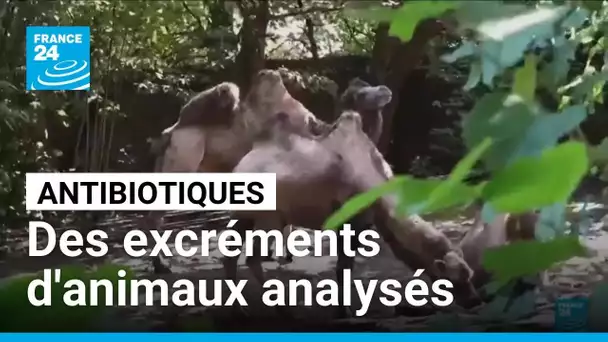 Résistance aux antibiotiques : au Royaume-Uni, des excréments d'animaux d'un zoo analysés