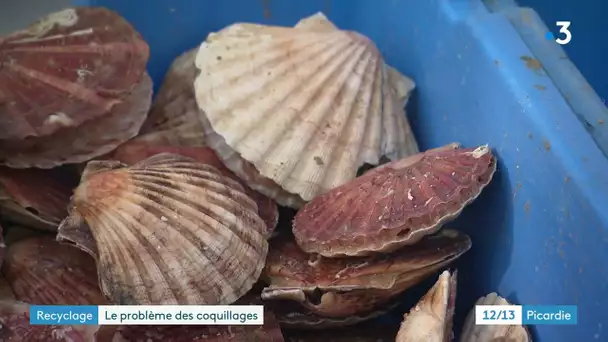 Le Crotoy (Somme) : les déchets de coquilles St Jacques, un problème de taille.