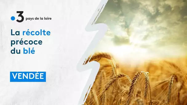 La récolte précoce du blé en Vendée