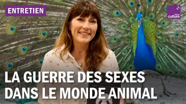 Pourquoi il faut en finir avec les stéréotypes sexués chez les animaux