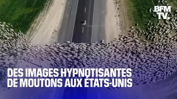 Les images fascinantes d'un troupeau de moutons traversant une route aux États-Unis