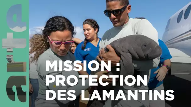 Porto Rico, un hôpital pour les lamantins | GEO Reportage | ARTE Family