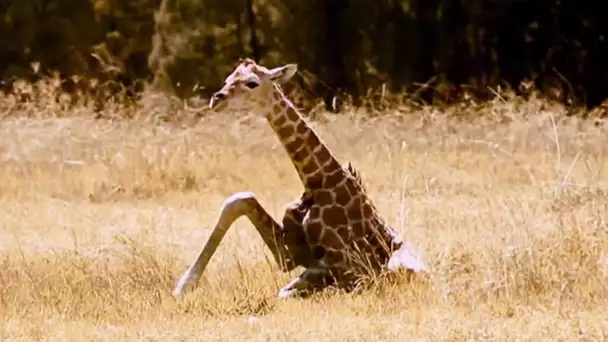 Premiers pas d&#039;un girafon - ZAPPING SAUVAGE