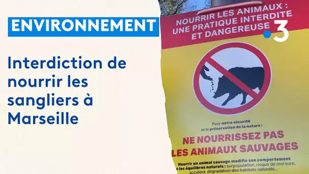 Marseille : un arrêté d'interdiction de nourrir les sangliers pris par la mairie