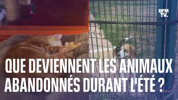 Que deviennent les animaux de compagnie abandonnés durant l'été ?