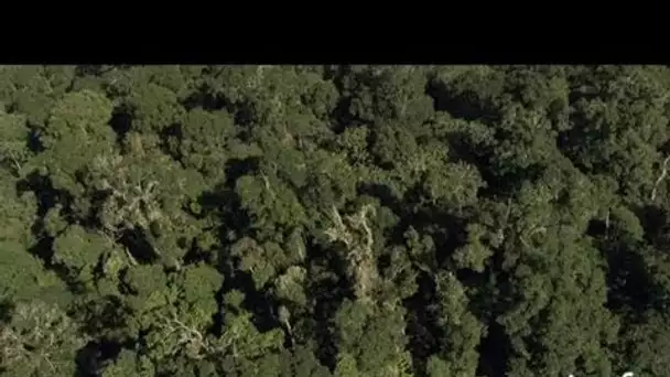 Costa Rica : forêt montagneuse sous les nuages