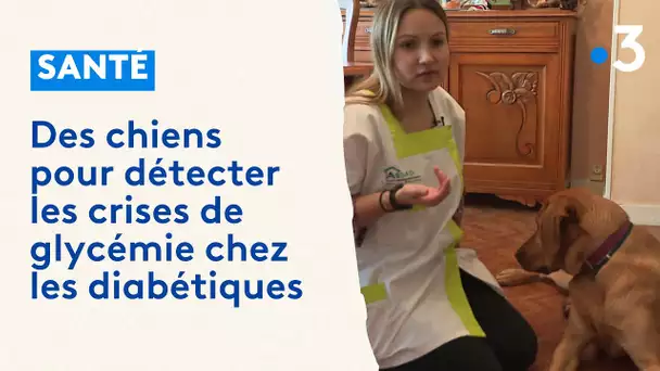 Des chiens pour détecter les crises de glycémie chez les diabétiques