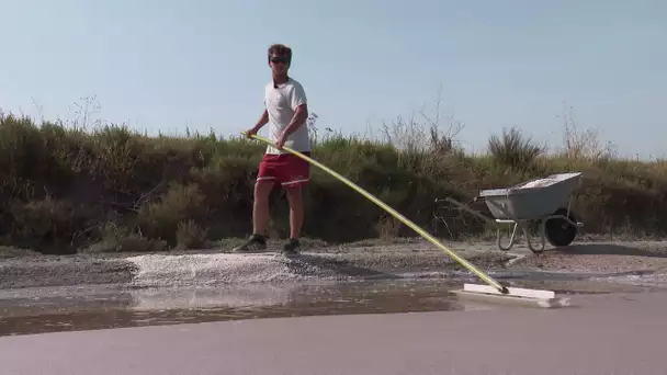 Label bio européen : la colère des sauniers de l'île de Ré