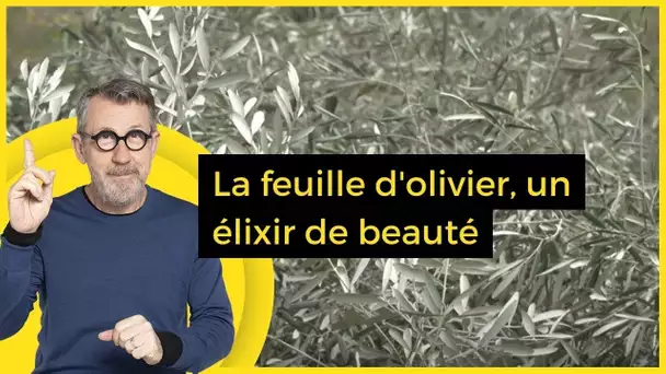 La feuille d'olivier, un élixir de beauté - C Jamy