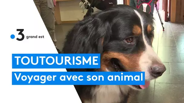 Faciliter les vacances avec son animal de compagnie pour éviter les abandons
