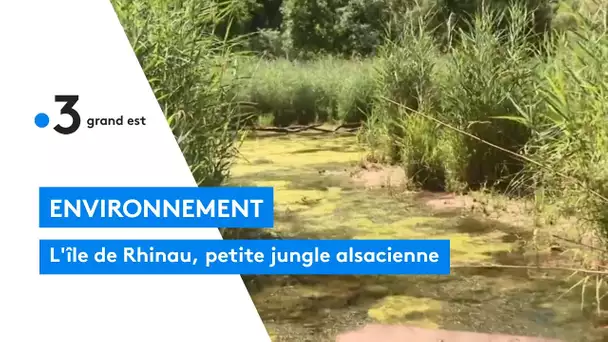 L'île de Rhinau, petite jungle alsacienne