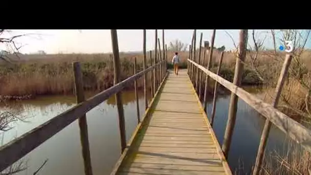 Camargue : visite dans un delta entre terre et ciel, au pays des flamands roses