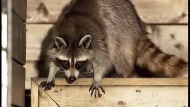 Ce raton laveur élève ses enfants dans la rue - ZAPPING SAUVAGE