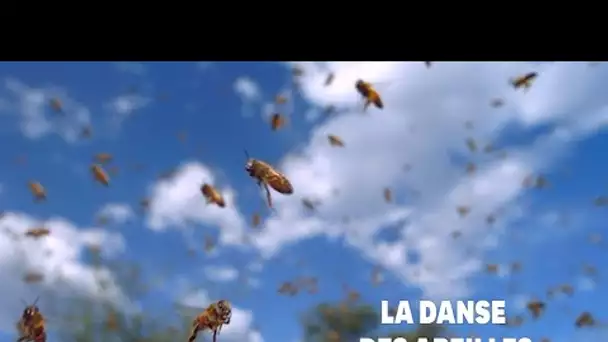 Les abeilles utilisent des danses complexes pour communiquer entre elles