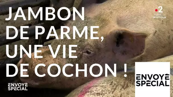 Envoyé spécial. Jambon de Parme,  une vie de cochon ! - 4 octobre 2018 (France 2)
