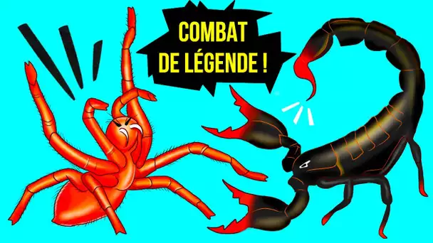 Voici ce Qui se Passerait si un Scorpion Rencontrait l’Araignée la Plus Grosse de la Planète