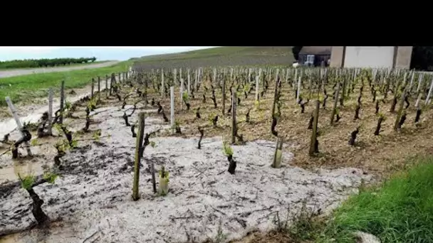 «Tout a été haché» par la grêle : dans l'Yonne, les viticulteurs constatent de gros dégâts après …