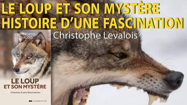 Le Loup et son mystère - Histoire d’une fascination - Christophe Levalois - Le Zoom - TVL