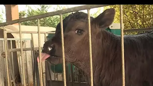 Séances de brossage, matelas à mémoire de forme... Ces vaches laitières se la coulent douce