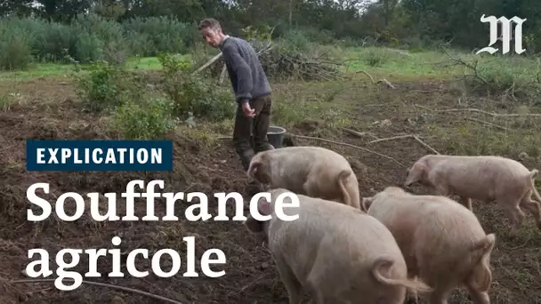 Pourquoi les agriculteurs n'arrivent-ils plus à vivre de leur travail ?